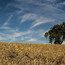 lonesome-tree.jpg