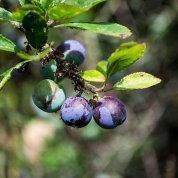 blaubeeren.jpg